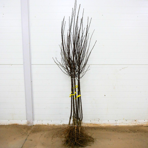 Śliwa Renkloda Zielona Plant Pack