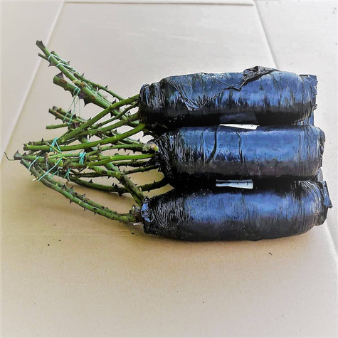 Róża wielkokwiatowa Żółta Arthur Bell Gold w balocie