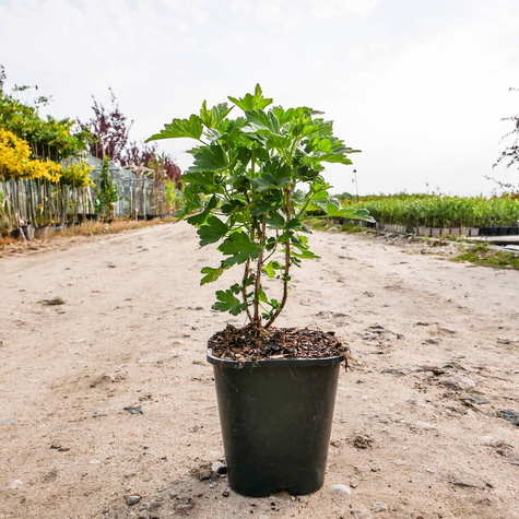 Agrest czerwony Niesłuchowski w doniczce
