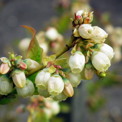 Borówka amerykańska Chanticleer (C2)
