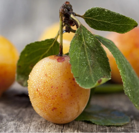 Śliwa Mirabelka z Nancy START PACK