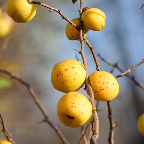 Pigwowiec japoński Chaenomeles japonica