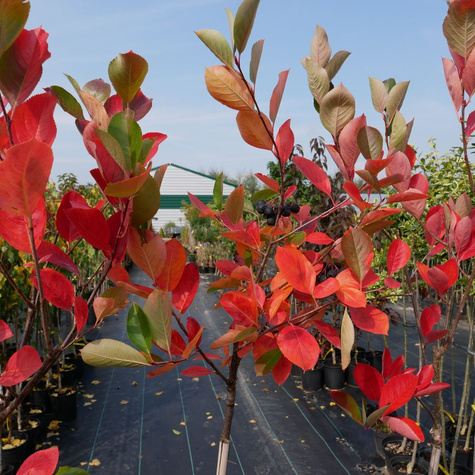 Aronia Czarna Szczepiona Na Pniu