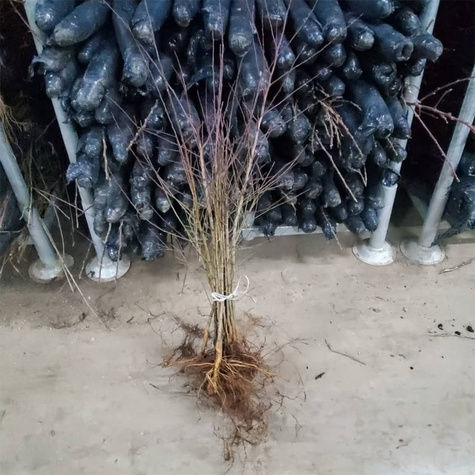Podkładka Śliwy i Moreli Ałycza Silnie Rosnąca Plant Pack