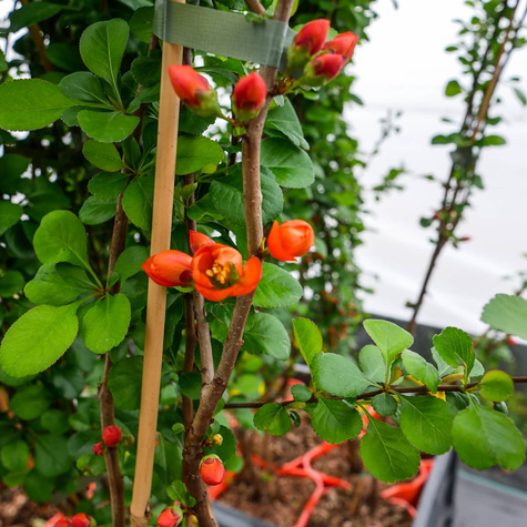 Pigwowiec japoński Cido w doniczce