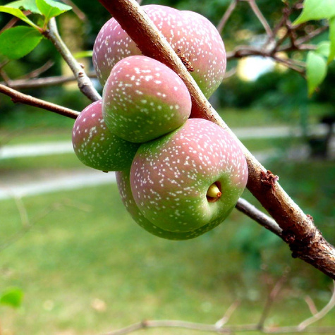 Pigwowiec japoński Chaenomeles japonica