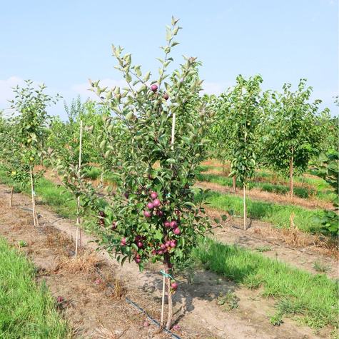 Jabłoń Red Love sadzonki c2