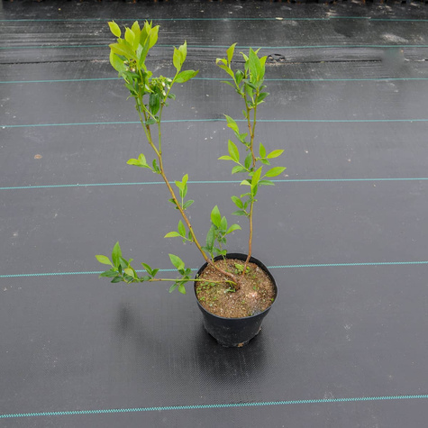 Borówka amerykańska BONUS wczesna w doniczce