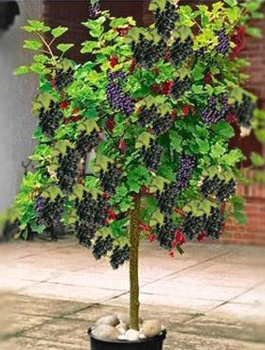 Porzeczka czarna Ben Connan na pniu w doniczce