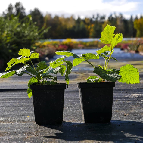 Malina Sokolica letnia w doniczce