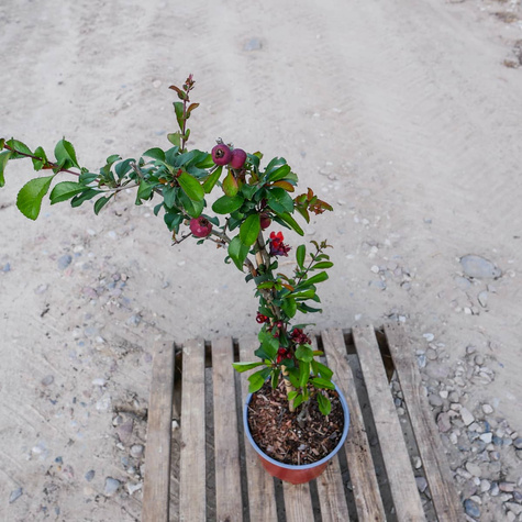 Pigwowiec pośredni Crimson and Gold Ozdobny na Nalewki (C1.7)