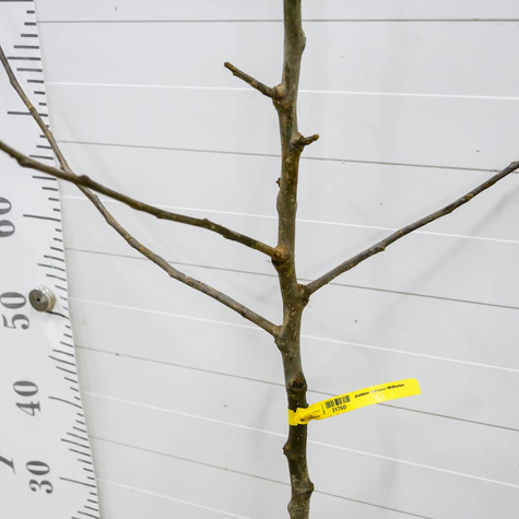 Jabłoń Cesarz Wilhelm Parchoodporny