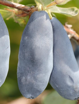 Jagoda kamczacka Sinij Utes w doniczce