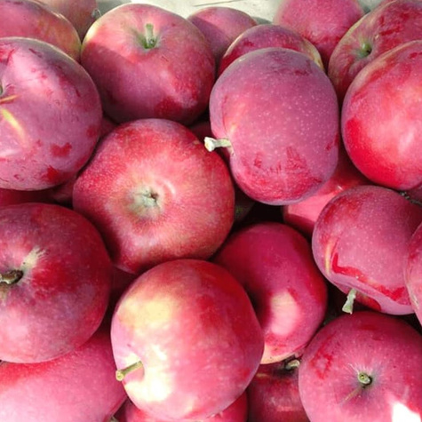 Duo Jabłoń Czerwona i Żółta papierówka START PACK