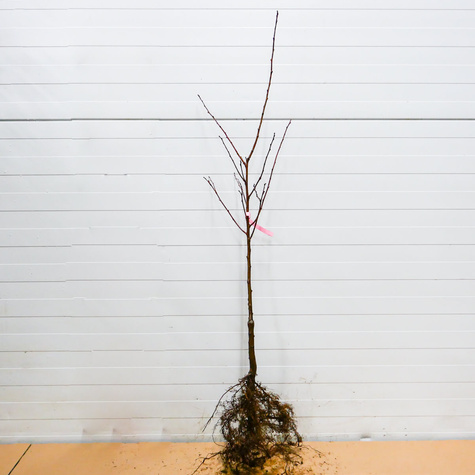 Śliwa japońska Gauota