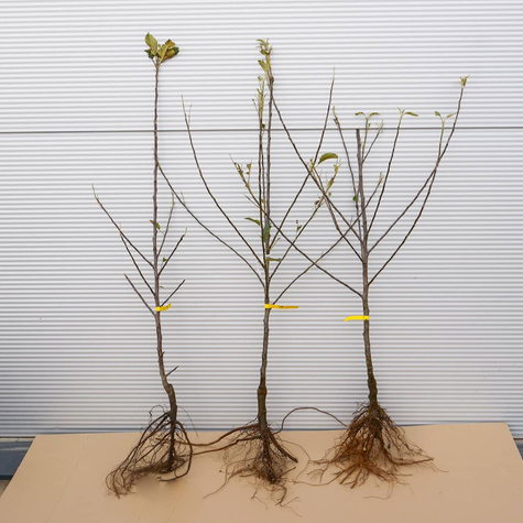 Jabłoń Elstar START PACK