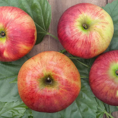 Jabłoń Typu Idarest w doniczce