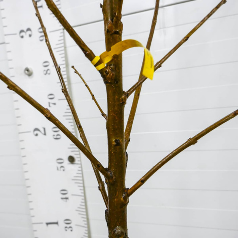 Czereśnia półkarłowa Kasandra duże i smaczne owoce START PACK