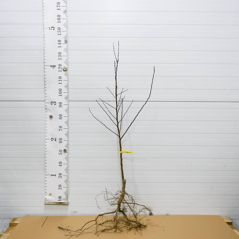 Morela Karola START PACK