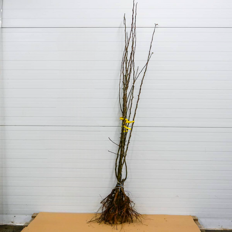 Grusza azjatycka Kosui START PACK