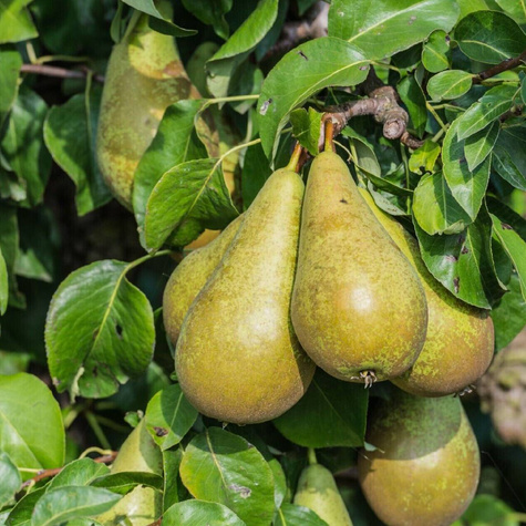 Grusza Gigantyczne owoce Sadzonka