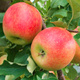 Jabłoń Typu Jonagold DeCosta
