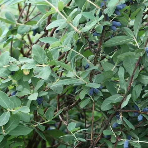 Jagoda kamczacka Tundra (C2)