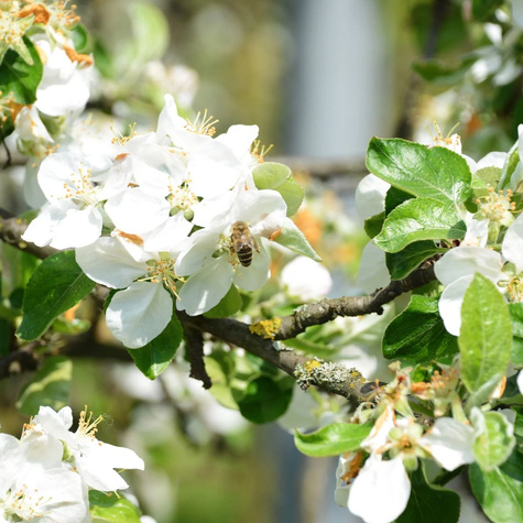 Jabłoń Antonówka Biała Śmietankowa Półtorafuntowa START PACK