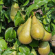Grusza Gigantyczne owoce Sadzonka