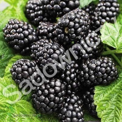 Jeżyna bezkolcowa sadzonki