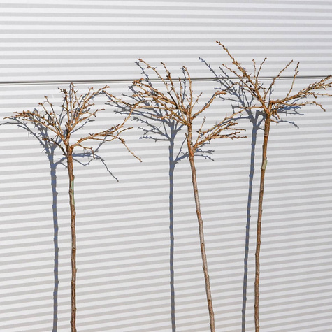 Agrest biały Hinnonmaki Gelb na pniu