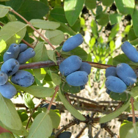 Jagoda kamczacka Pruhonicky letni