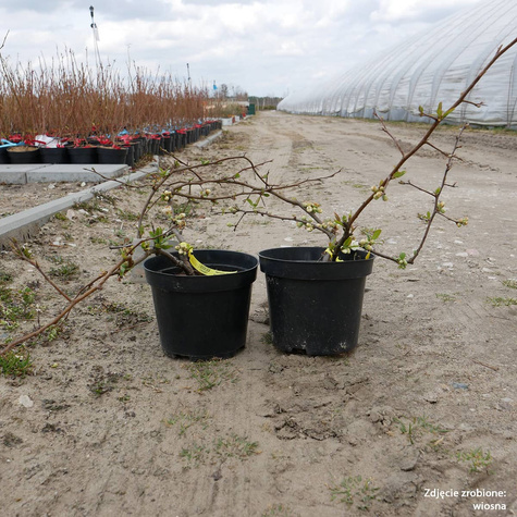 Pigwowiec okazały Nivalis Ozdobny Obronny na Nalewki