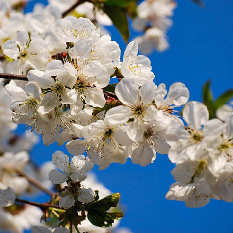 Czereśnia kolumnowa Letniskowa START PACK