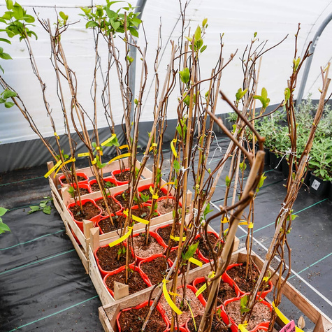 MINI KIWI Aktinidia Pstrolistna 'Dr Szymanowski'' Obupłciowa - zielona