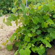 Winorośl winogrona Seyval Blanc