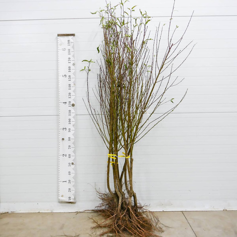 Brzoskwinia Maycrest Start Pack