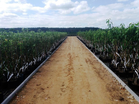 Wiśnia Turgieniewska Turgieniewka słodka w doniczce