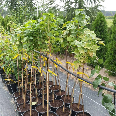 Porzeczka czerwona Maraton na pniu w doniczce