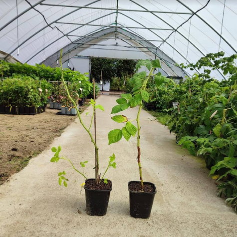 Malina Glen jesienna w doniczce