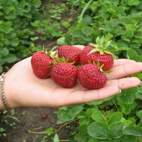 Truskawka Holy średnio wczesna FRIGO