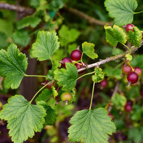 Porzeczko agrest na pniu w balocie