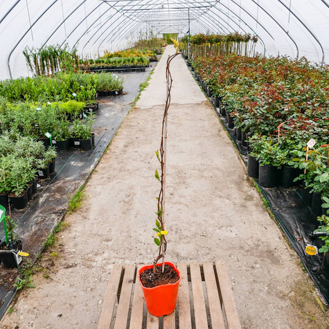 MINI KIWI Aktinidia Pstrolistna 'Dr Szymanowski'' Obupłciowa - zielona