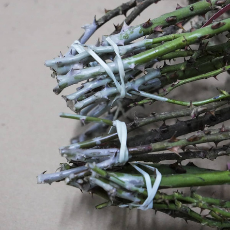 Róża wielkokwiatowa dwubarwna Czerwono Kremowa Bicolette w balocie