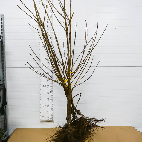 Czereśnia półkarłowa Kasandra duże i smaczne owoce START PACK