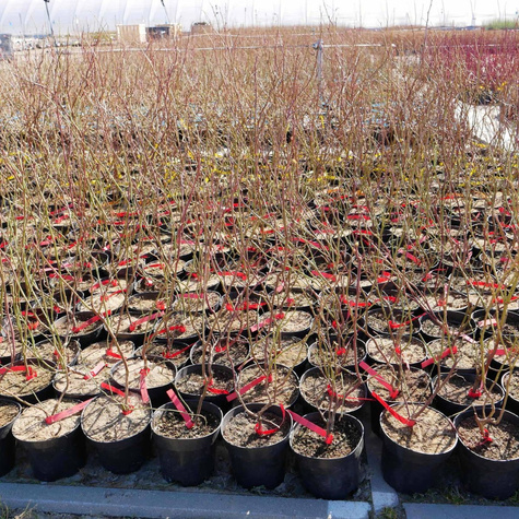 Borówka amerykańska Brigitta