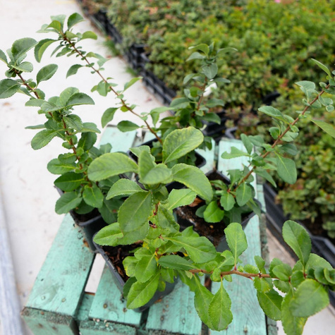 Pigwowiec japoński Sargentii (C2)