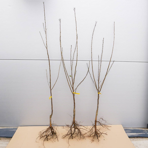 Wiśnia Szklanka Wielka stara odmiana START PACK