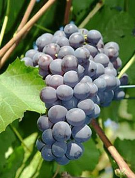 Winorośl winogrona Agat Doński (C2)