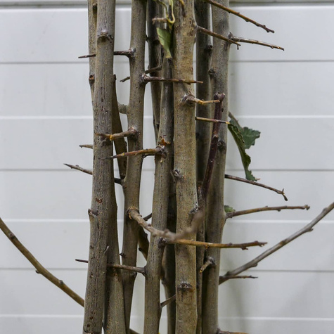 Śliwa Najwcześniejsza Fioletowa START PACK